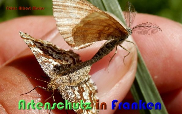 Bild zum Eintrag (1132329-160)