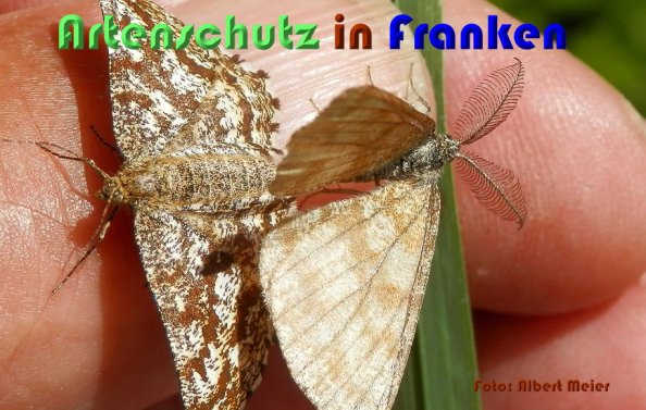 Bild zum Eintrag (1132330-160)