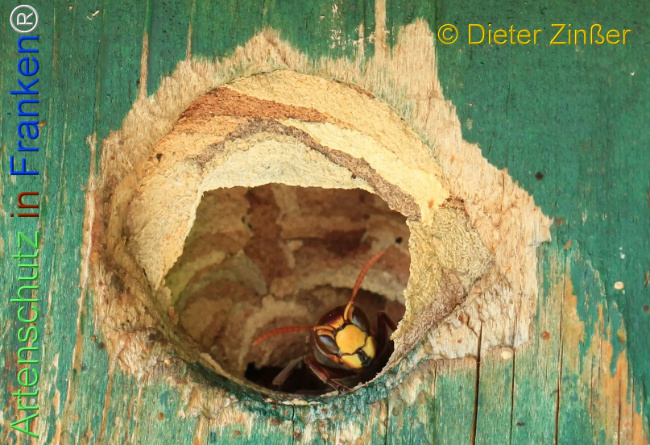 Bild zum Eintrag (1132386-160)