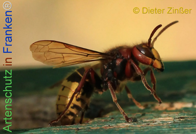 Bild zum Eintrag (1132387-160)