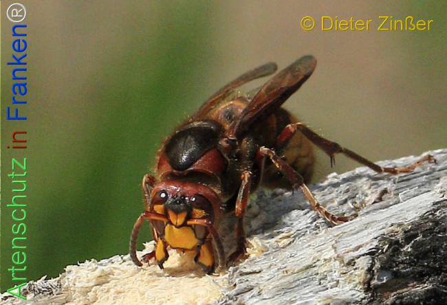 Bild zum Eintrag (1132388-160)