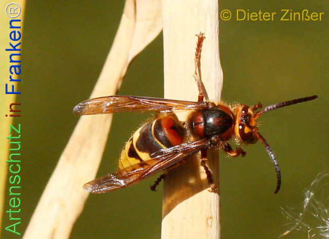 Bild zum Eintrag (1132389-160)