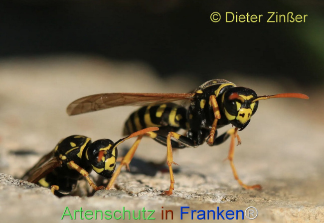 Bild zum Eintrag (1132451-160)