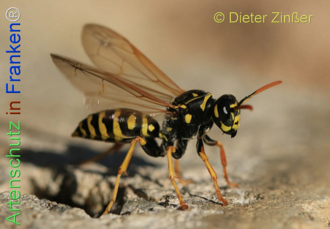 Bild zum Eintrag (1132452-160)