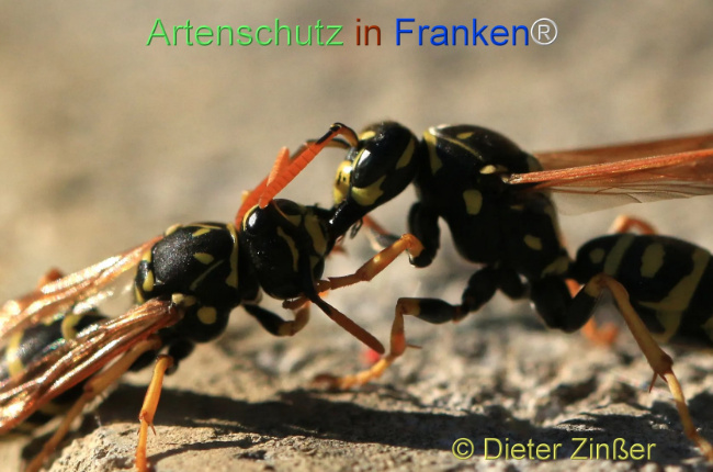 Bild zum Eintrag (1132453-160)