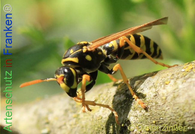 Bild zum Eintrag (1132459-160)