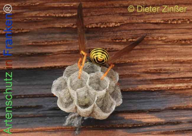 Bild zum Eintrag (1132460-160)