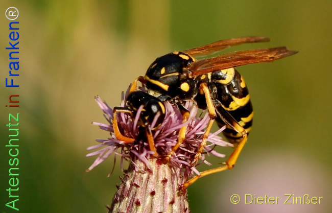 Bild zum Eintrag (1132461-160)