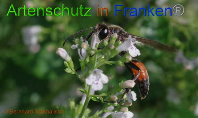 Bild zum Eintrag (1132473-160)