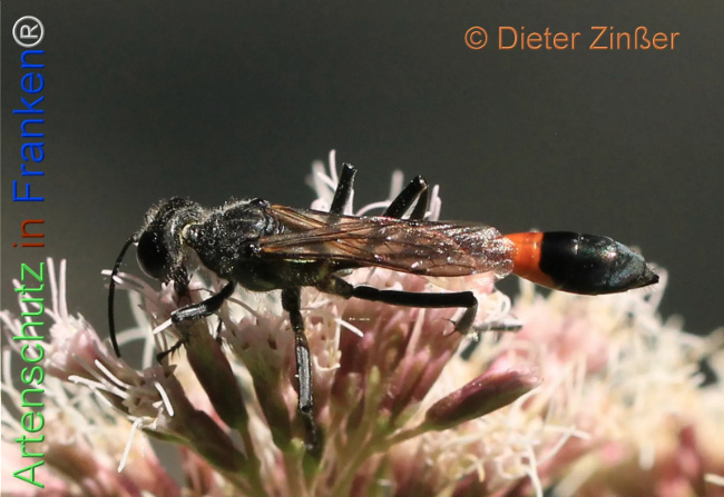 Bild zum Eintrag (1132479-160)