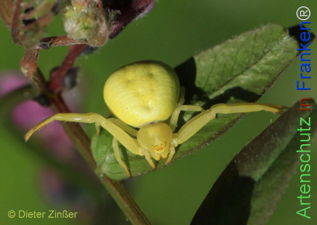 Bild zum Eintrag (1132561-160)