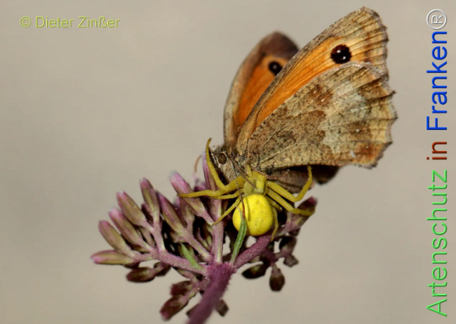 Bild zum Eintrag (1132563-160)