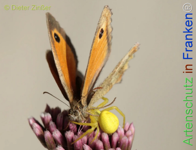 Bild zum Eintrag (1132564-160)