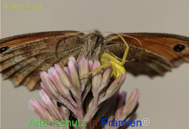 Bild zum Eintrag (1132565-160)