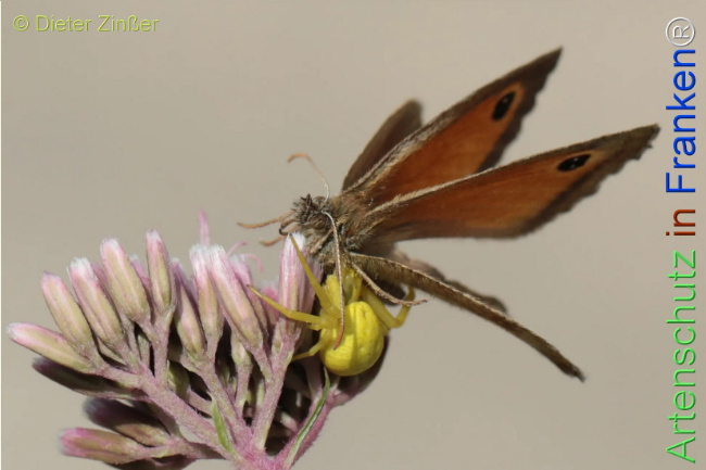 Bild zum Eintrag (1132566-160)