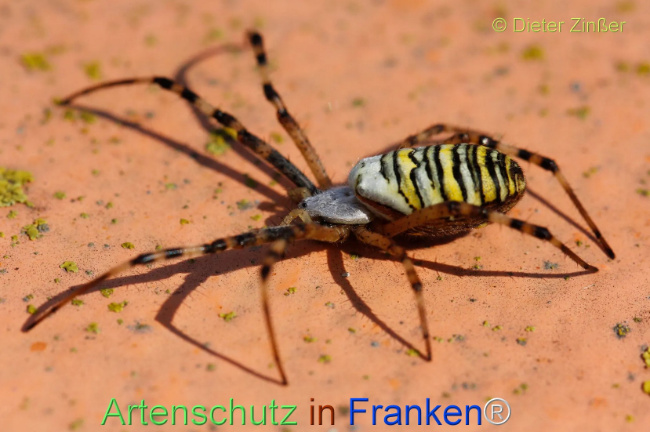 Bild zum Eintrag (1132580-160)