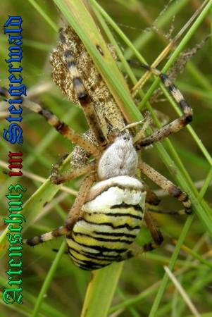 Bild zum Eintrag (1132587-160)