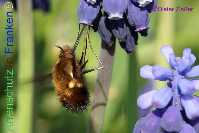 Bild zum Eintrag (1132638-160)