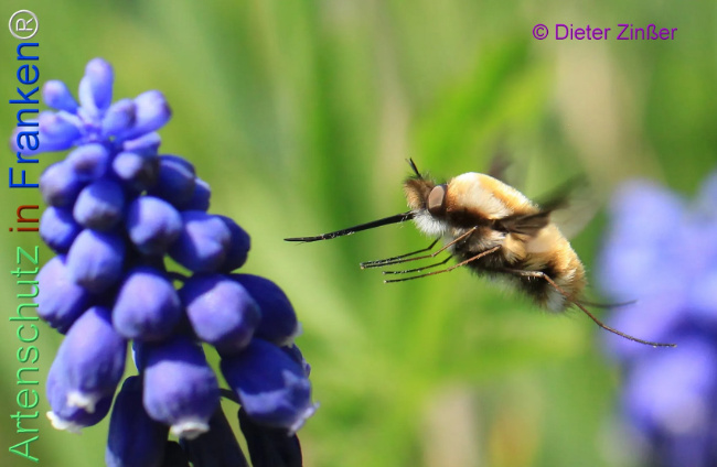 Bild zum Eintrag (1132639-160)