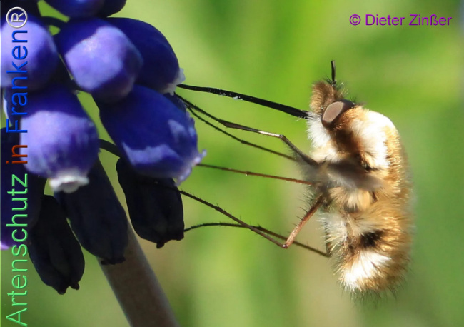 Bild zum Eintrag (1132640-160)