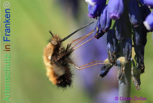 Bild zum Eintrag (1132641-160)