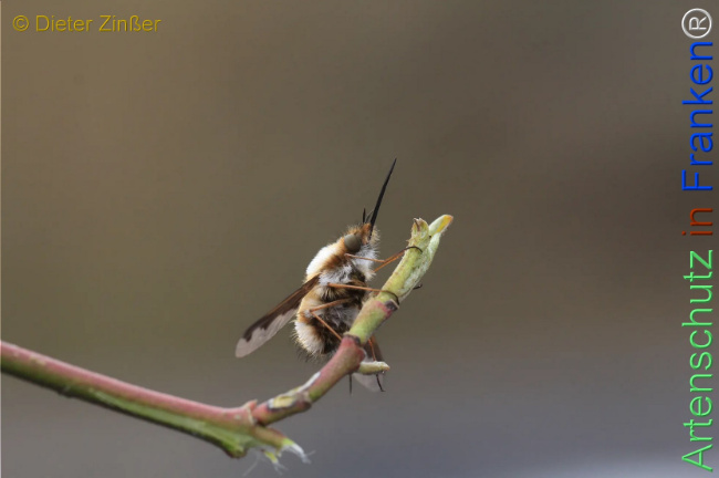 Bild zum Eintrag (1132689-160)