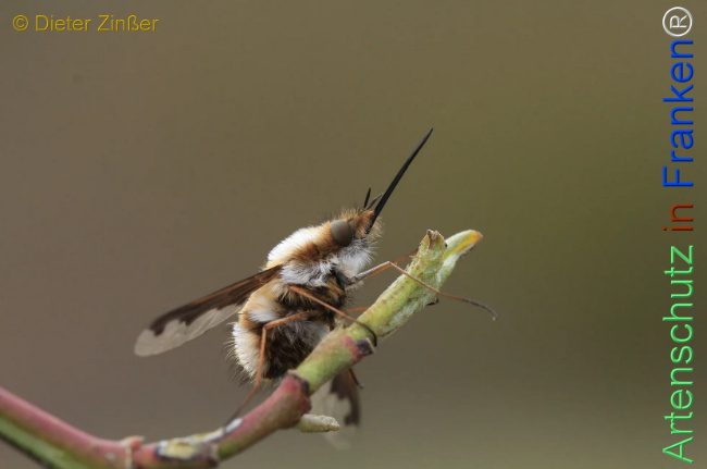 Bild zum Eintrag (1132692-160)