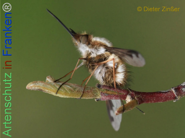 Bild zum Eintrag (1132693-160)