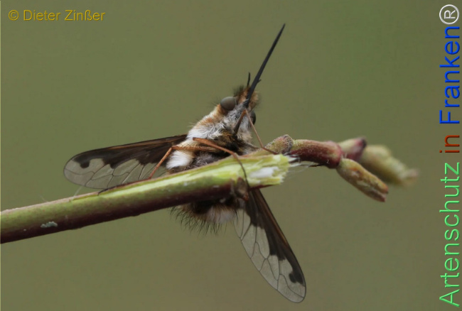 Bild zum Eintrag (1132694-160)