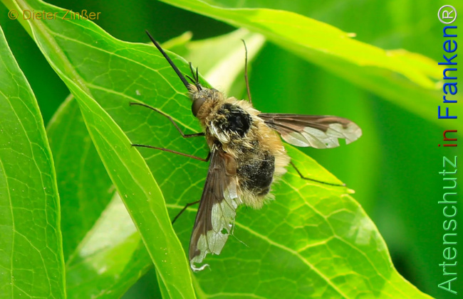 Bild zum Eintrag (1132695-160)