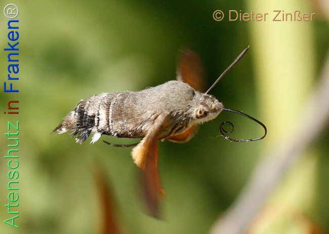 Bild zum Eintrag (1132748-160)