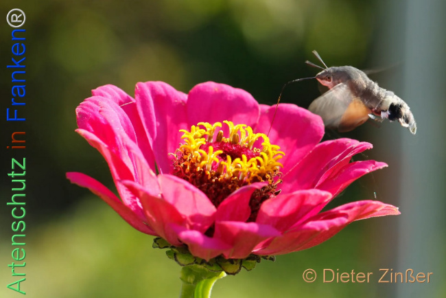 Bild zum Eintrag (1132752-160)