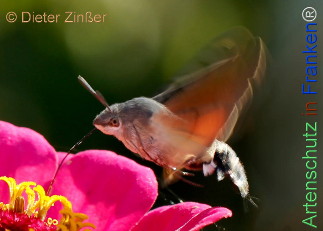 Bild zum Eintrag (1132753-160)