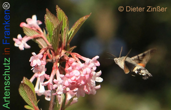 Bild zum Eintrag (1132759-160)