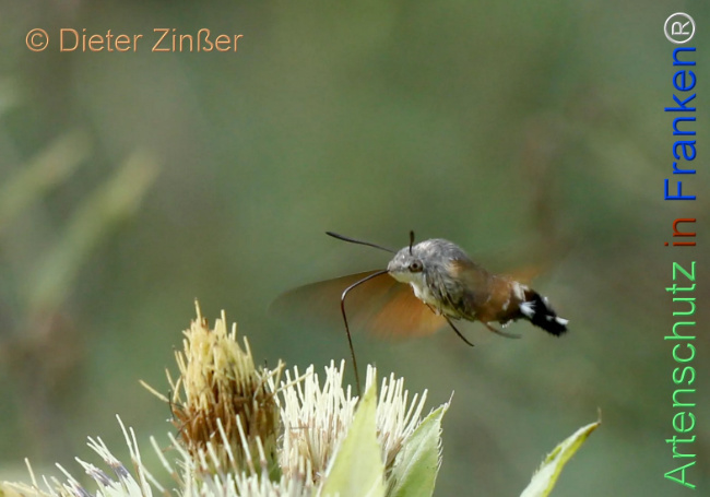 Bild zum Eintrag (1132760-160)