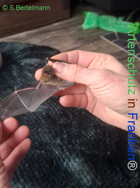 Bild zum Eintrag (1132792-160)