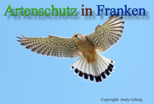 Bild zum Eintrag (1132816-160)