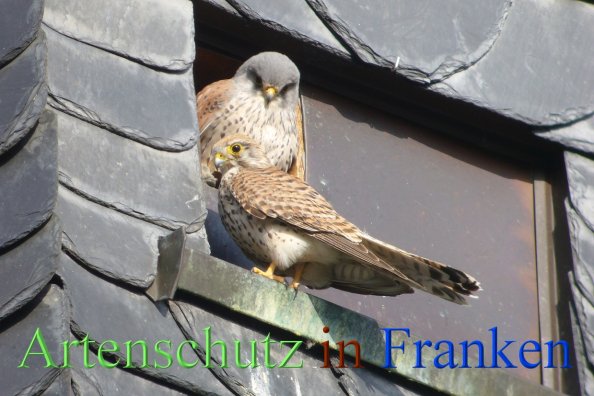 Bild zum Eintrag (1132817-160)