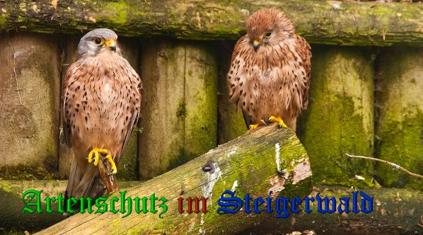 Bild zum Eintrag (1132818-160)