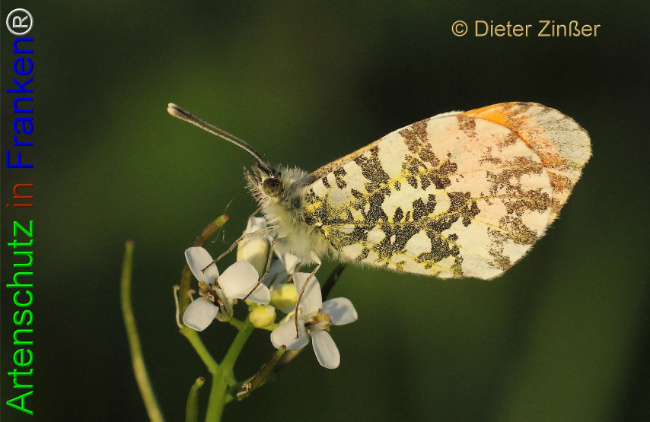 Bild zum Eintrag (1133083-160)