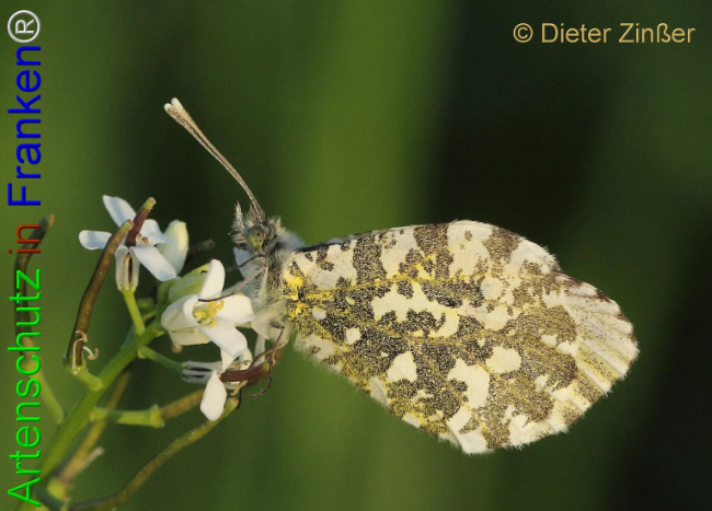 Bild zum Eintrag (1133084-160)