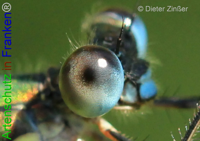 Bild zum Eintrag (1133151-160)