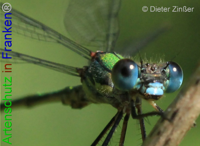 Bild zum Eintrag (1133152-160)