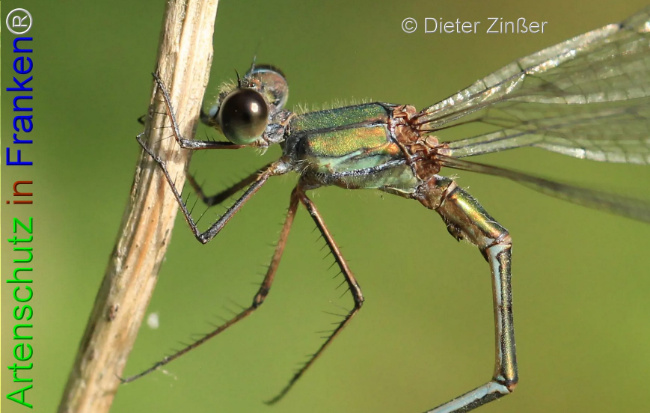 Bild zum Eintrag (1133157-160)