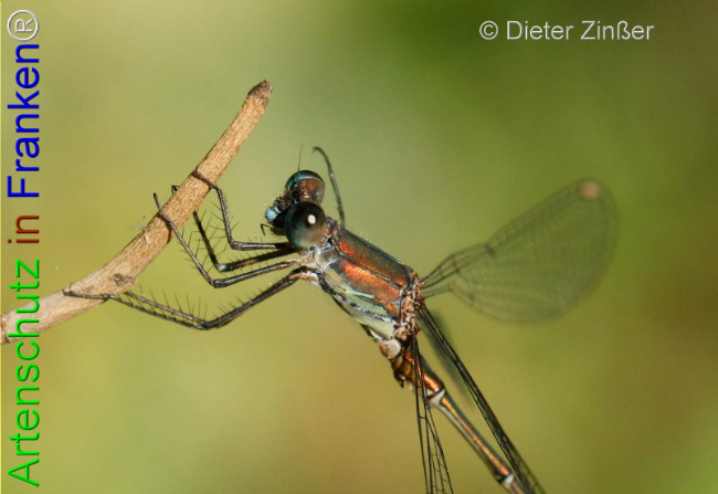 Bild zum Eintrag (1133159-160)