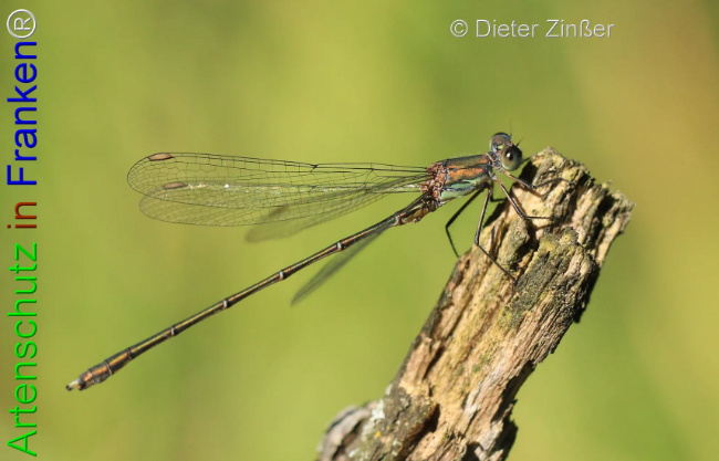 Bild zum Eintrag (1133160-160)