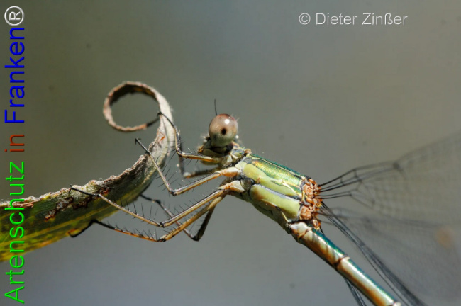 Bild zum Eintrag (1133165-160)