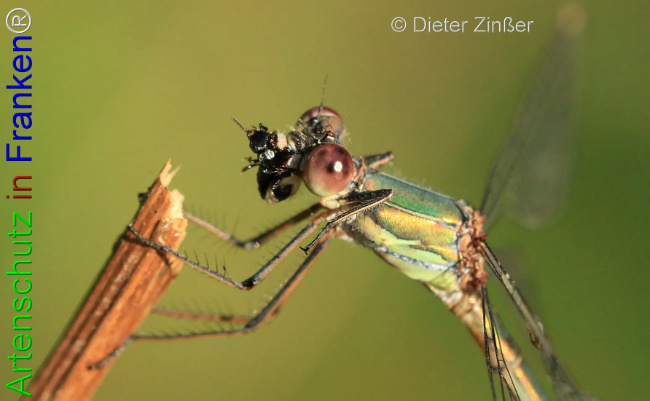 Bild zum Eintrag (1133166-160)