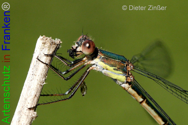 Bild zum Eintrag (1133167-160)