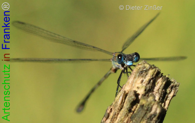 Bild zum Eintrag (1133172-160)